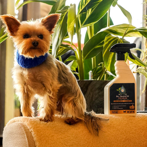 Bruno junto al spray Bio-Neutral Pet 750 ml